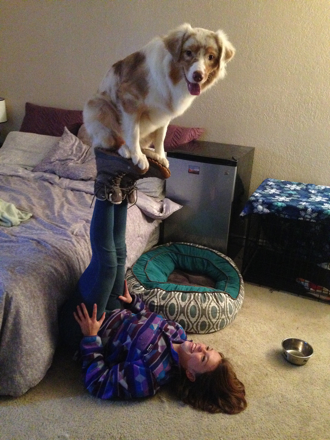 Meet Mavie, the acrodog