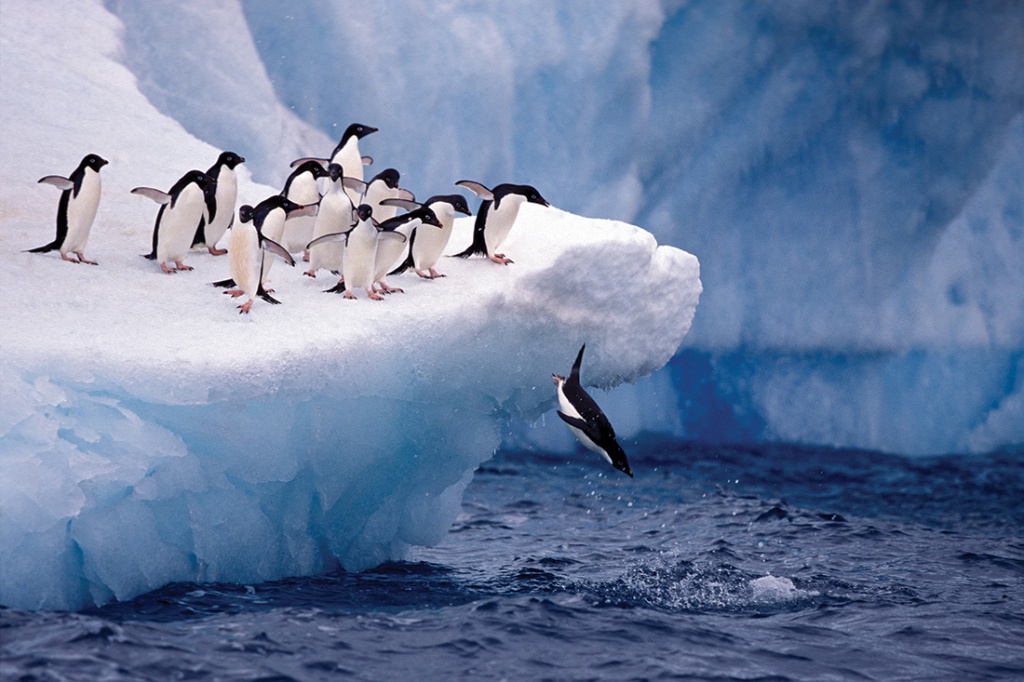 group of penguins