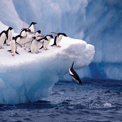 Penguins on an ice berg