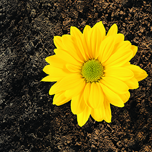 bright yellow sunlflower growing out of dirt 